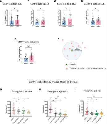 Immune checkpoint ligands expressed on mature high endothelial venules predict poor prognosis of NSCLC: have a relationship with CD8+ T lymphocytes infiltration